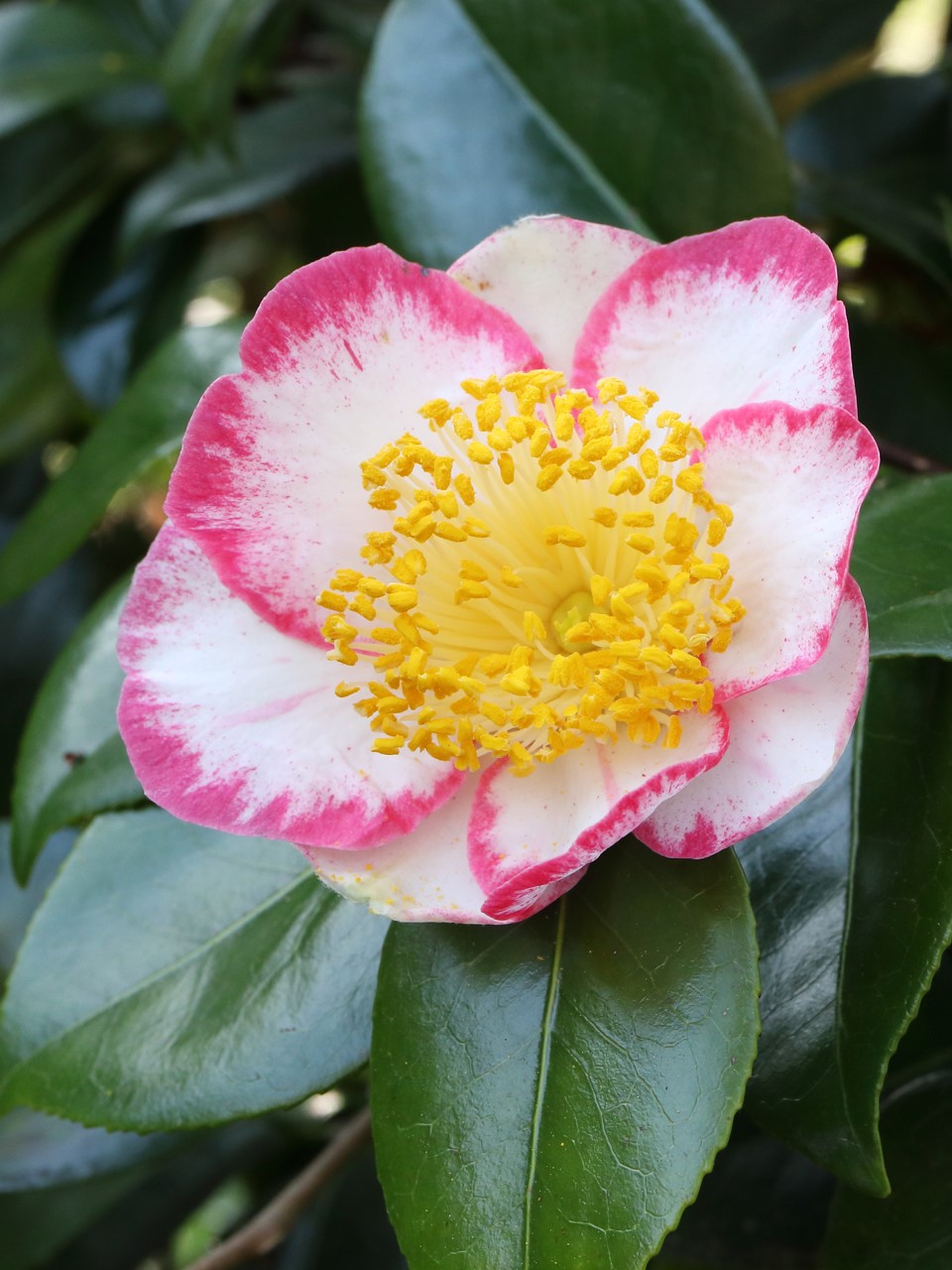 C. japonica 'Okan' (Higo)